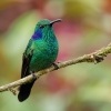 Kolibrik - Colibri cyanotus - Lesser Violetear o0725